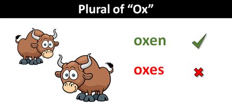 ox plural.